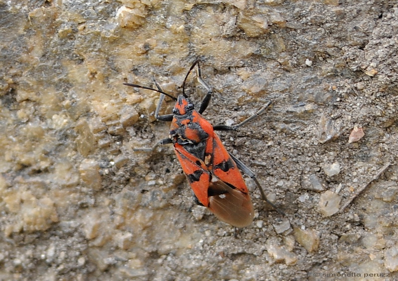 E'' un Lygaeus creticus?